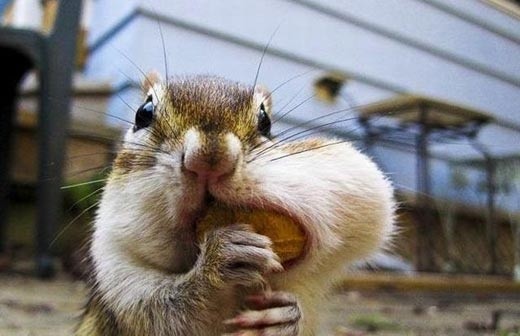 Photo:  squirrel